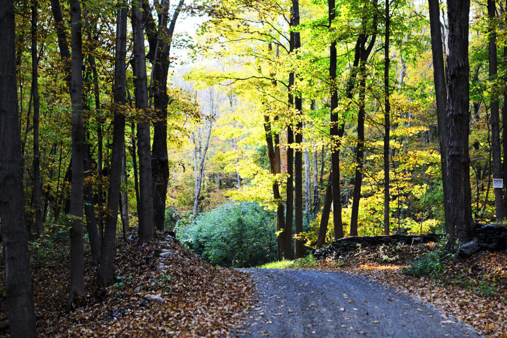 A dirt road through a forest in fall.