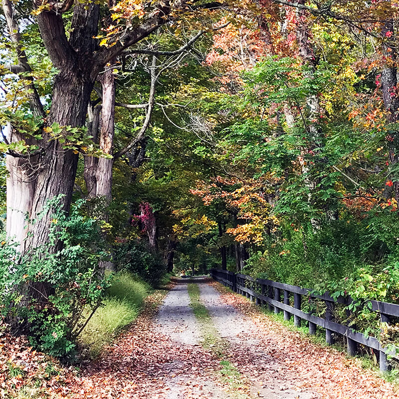 Unpaved road through the woods in fall.
