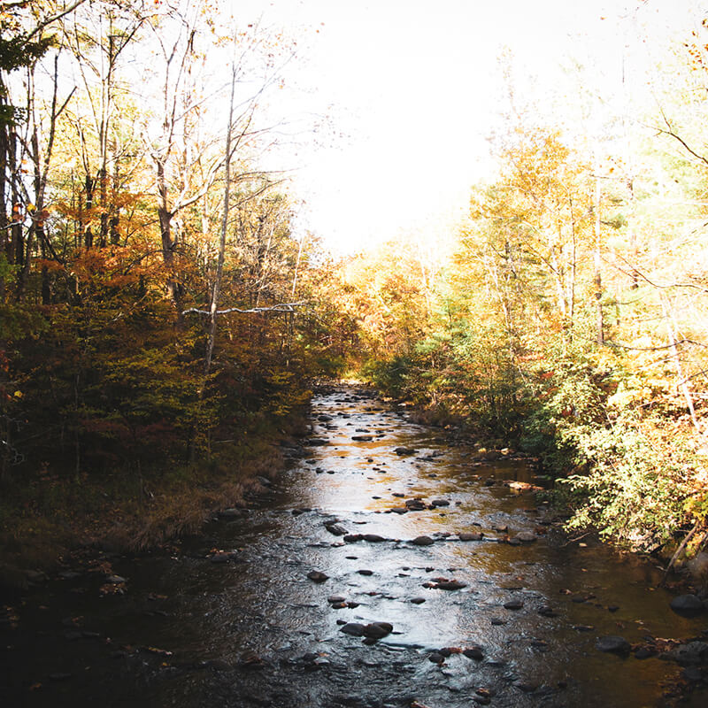 A stream in autumn