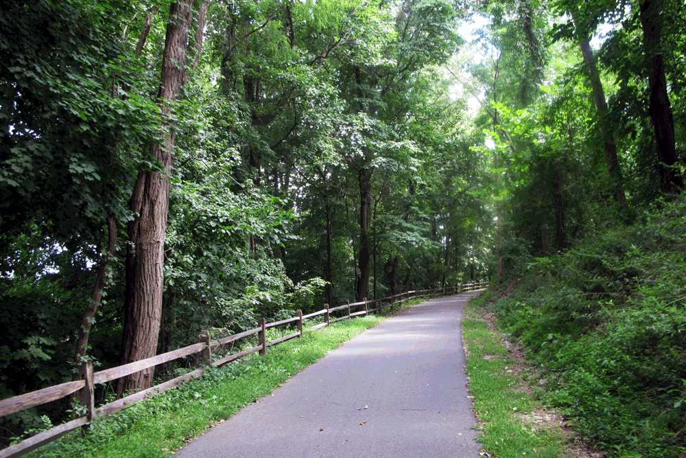 a bike path through the green woods.