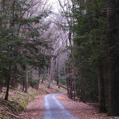 Further Afield: Stokes State Forest and Tillman Ravine