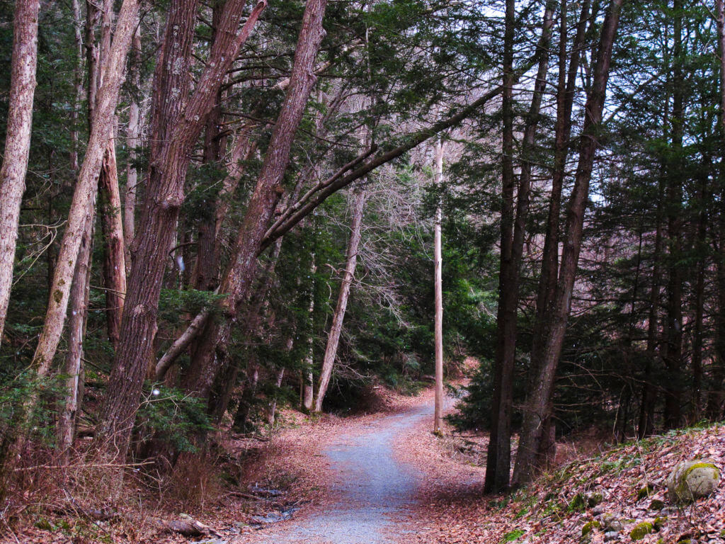 an unpaved road through a hemlock ravine