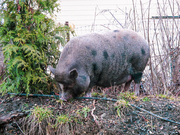 a fat pig grazing on a arborvitae tree