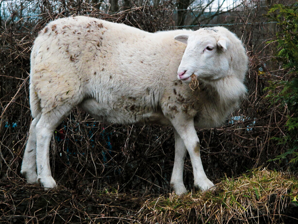 a sideways view of a sheep in winter, grazing