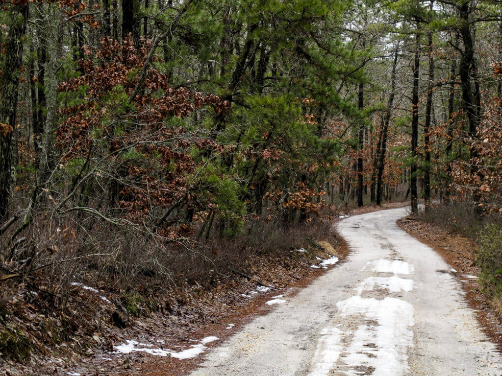 snowy patches on a dirt road through a pine forest