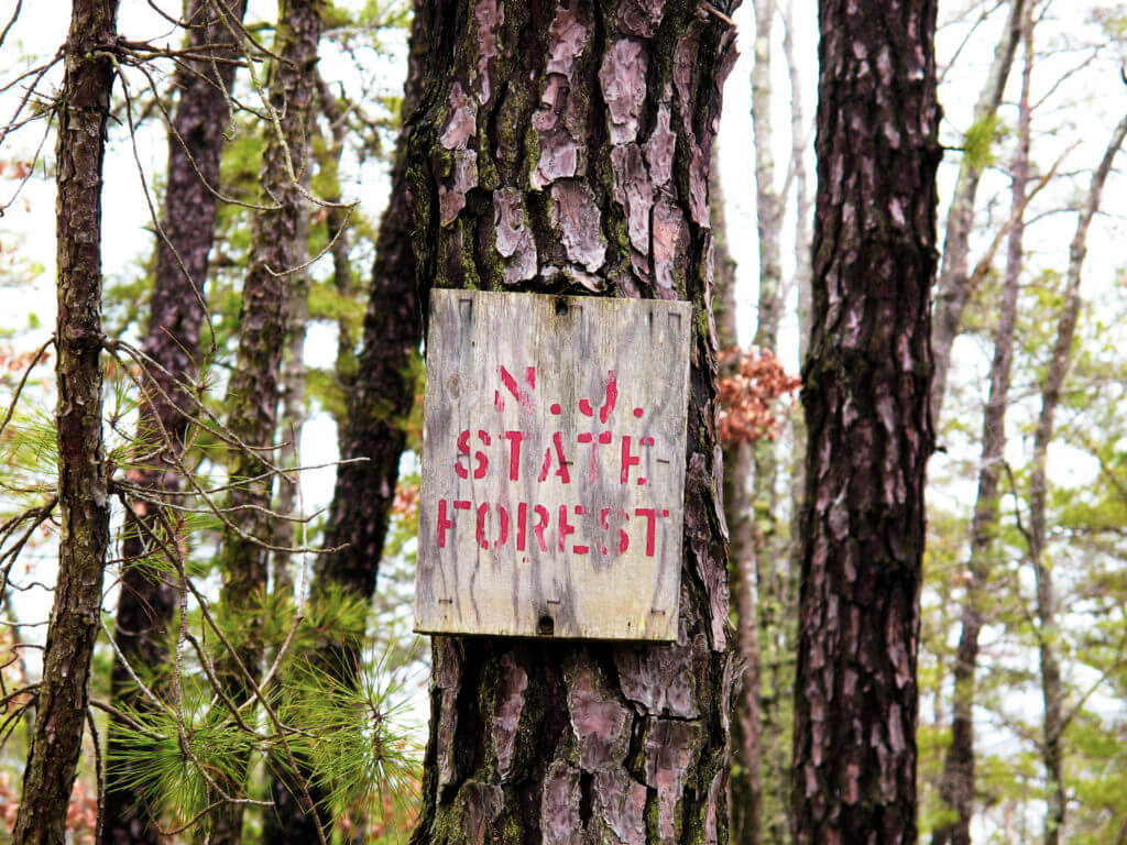 A wooden state forest sign nailed to a pine tree