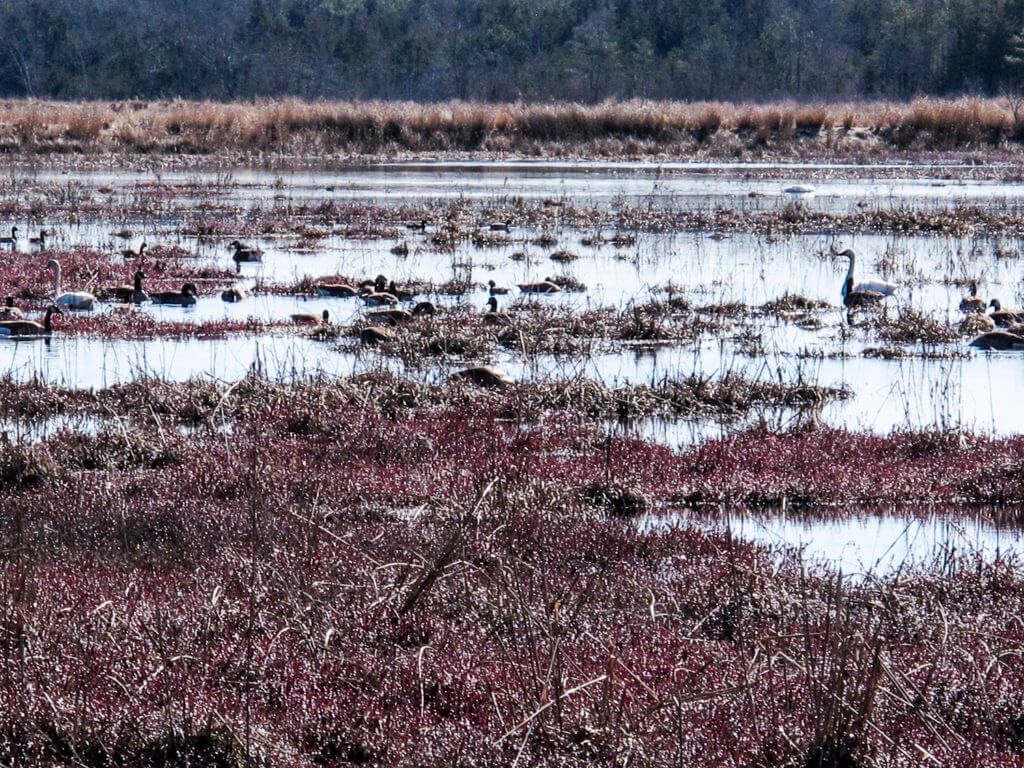 A wetland with birds at Brendan T. Byrne State forest in New Jersey