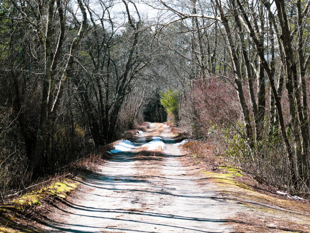 A sandy trail through the woods in late winter
