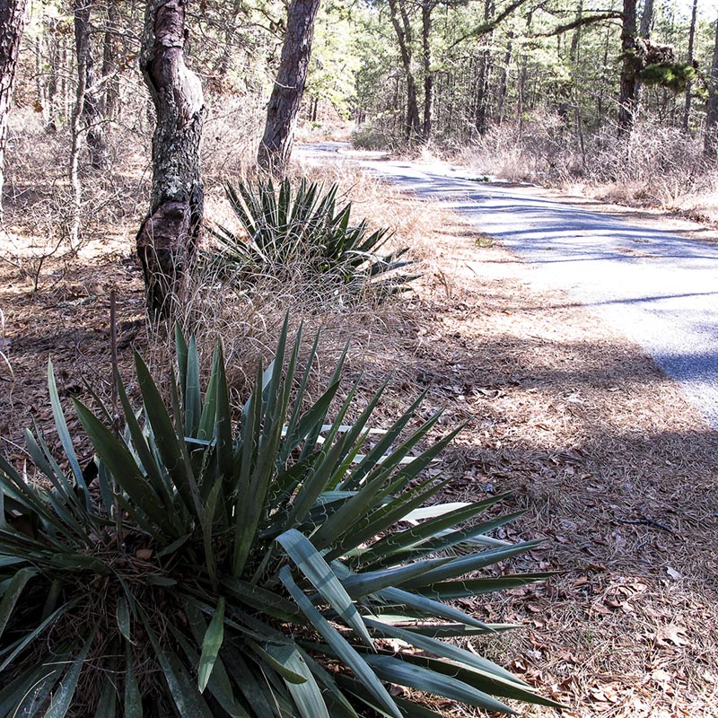 Spiky plants grow along a dirt road in the forest
