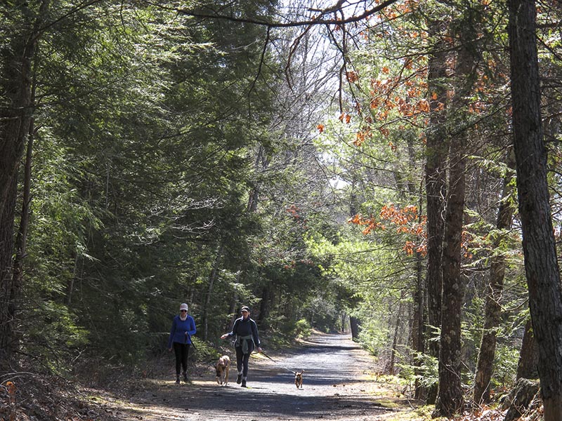 Two women walk in the forest with their dog